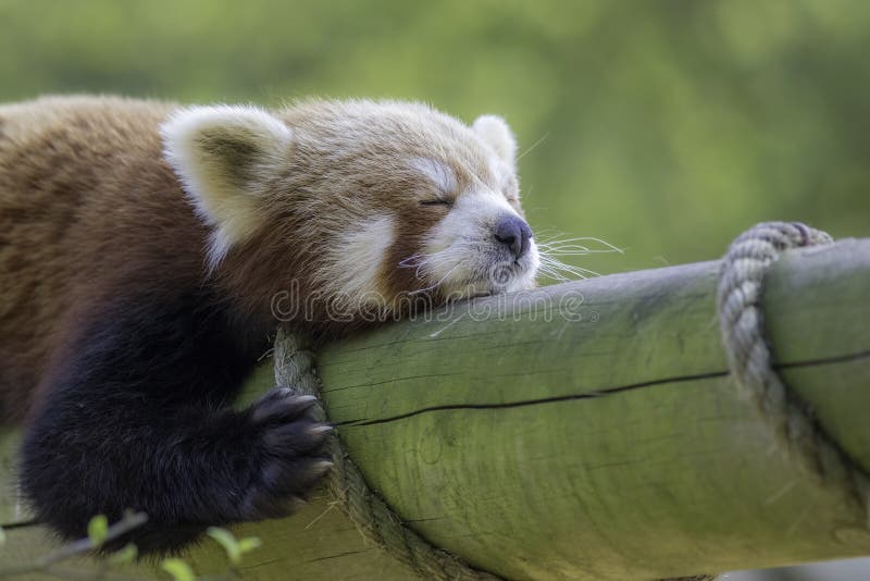 Close up of a red panda sleeping. Exhausted cute animal