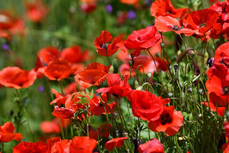 Morning with Poppies