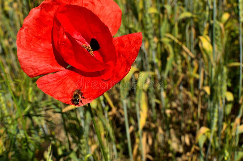 Close up of Red Poppy Flower with a Bee and Wheat Fields on the Background at Countryside.