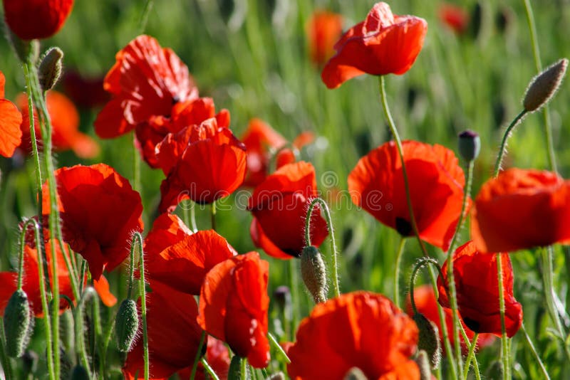 Close Up of Red Poppy Flowers in a Field Stock Image - Image of field ...