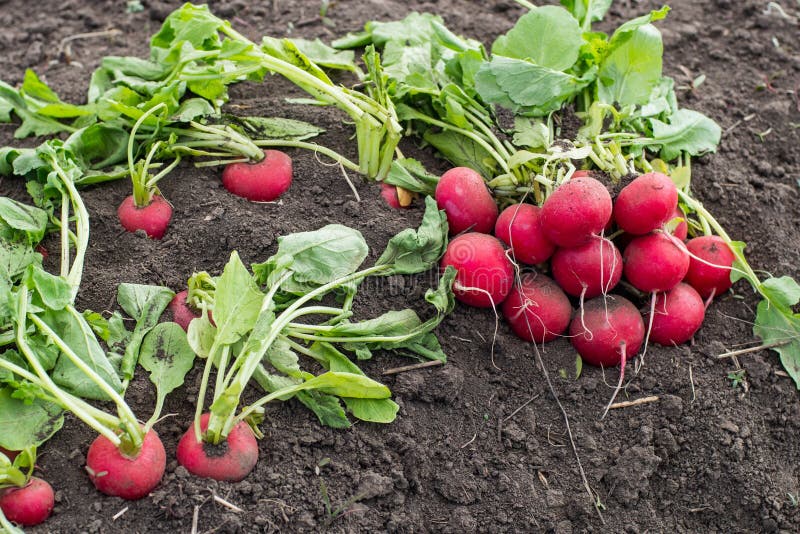 Radish Fields stock photo. Image of farm, diet, oriental 38566470