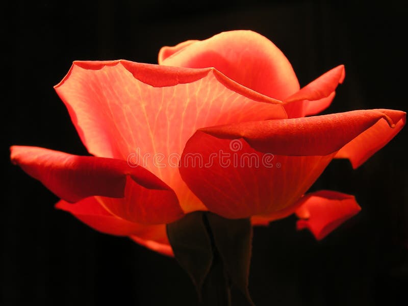 Close-up of red rose stock photography