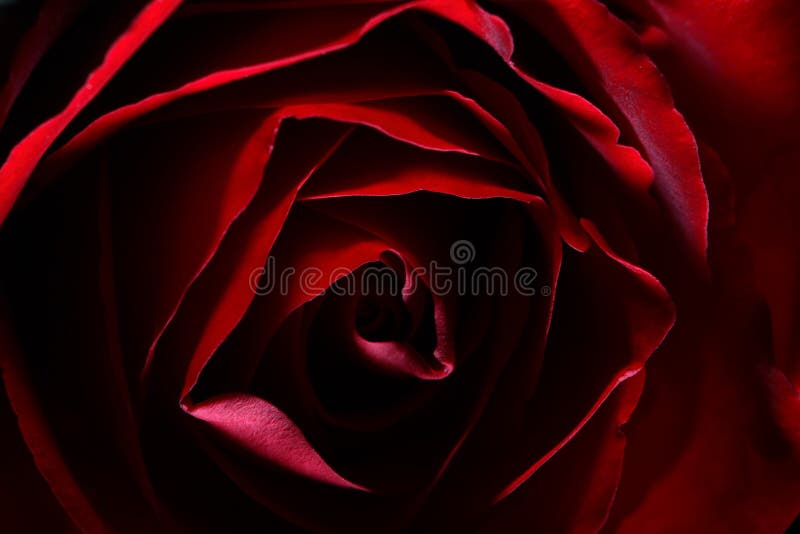 Close-up on red rose