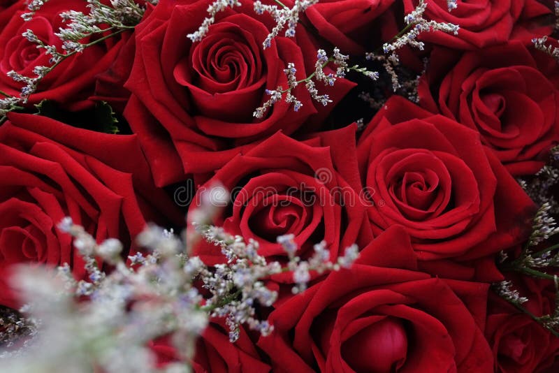Close up of red rose. Background and texture of red rose. royalty free stock photo