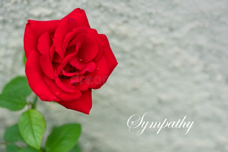 Red rose macro photo close up of flower with a gray stone wall behind and copy space with text sympathy. Red rose macro photo close up of flower with a gray stone wall behind and copy space with text sympathy