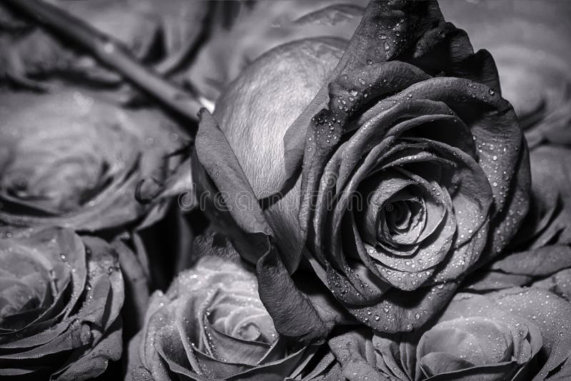 Close Up of Red Roses and Water Drops. Roses in Flower Shop. Black and  White. a Red Rose Bloom. Rose Petals Stock Photo - Image of floral,  natural: 184905368