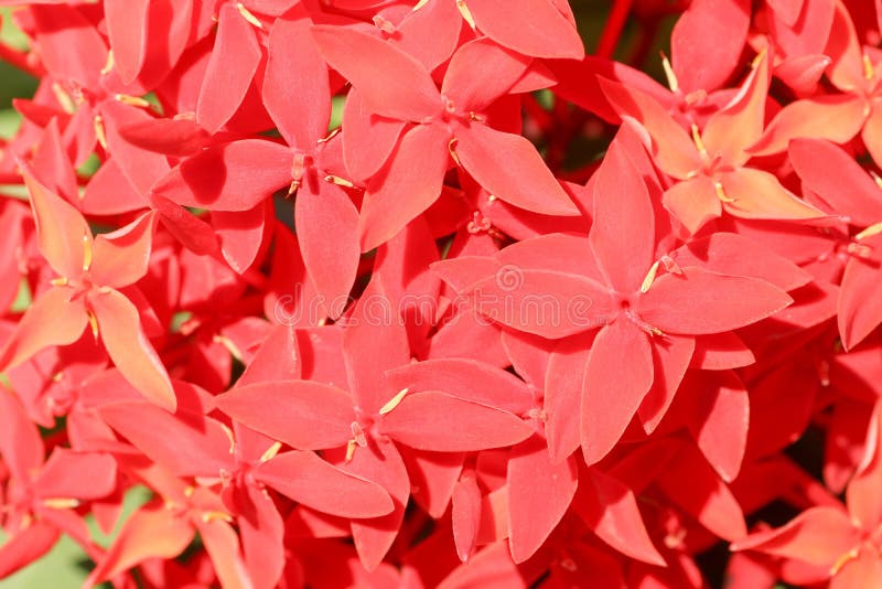Close up red Rubiaceae flowers. Red Ixora flower in garden at Bali in Indonesia. Amazing tropical plant with many beautiful red fl stock images Close up red Rubiaceae flowers. Red Ixora flower in garden at Bali in Indonesia. Amazing tropical plant with many beautiful red fl stock images