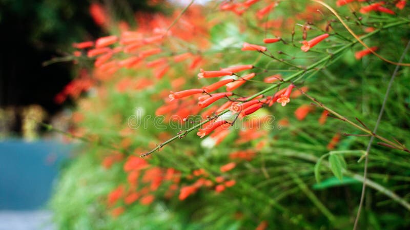 Close Up Red Tropical Flowers with Blurred Background Stock Photo ...