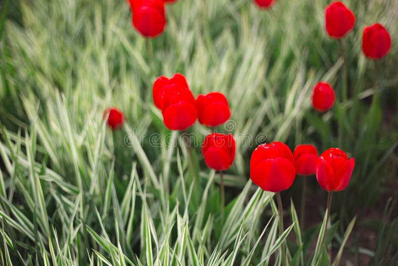 Close-up red tulips flowers among grass and greens