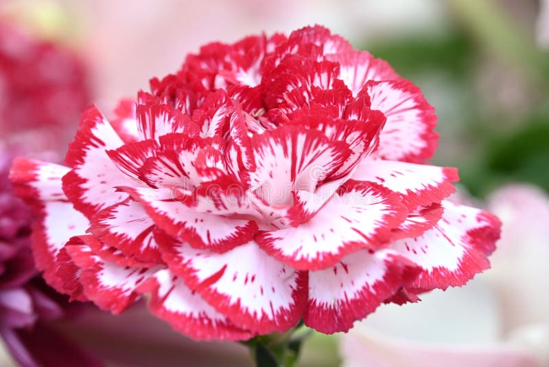 Close up of red and white Dianthus flower. High quality photo