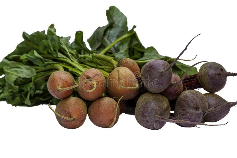 313 Yellow Beets Leaves Stock Photos Free & RoyaltyFree Stock Photos