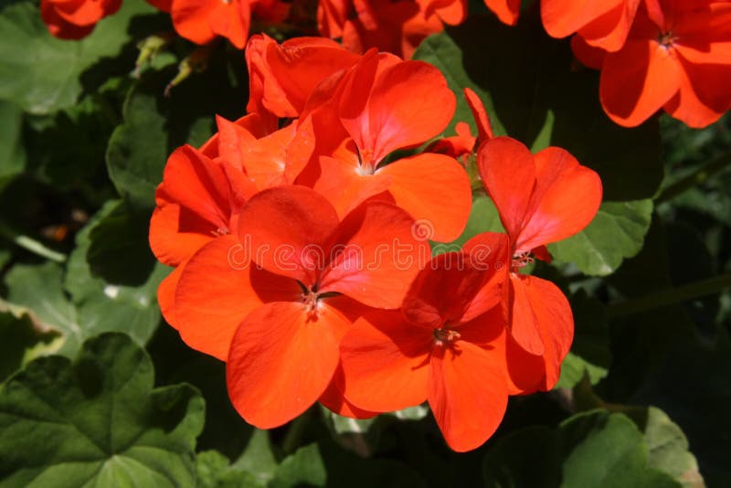 Close-up of red zonal geranium flower royalty free stock photography