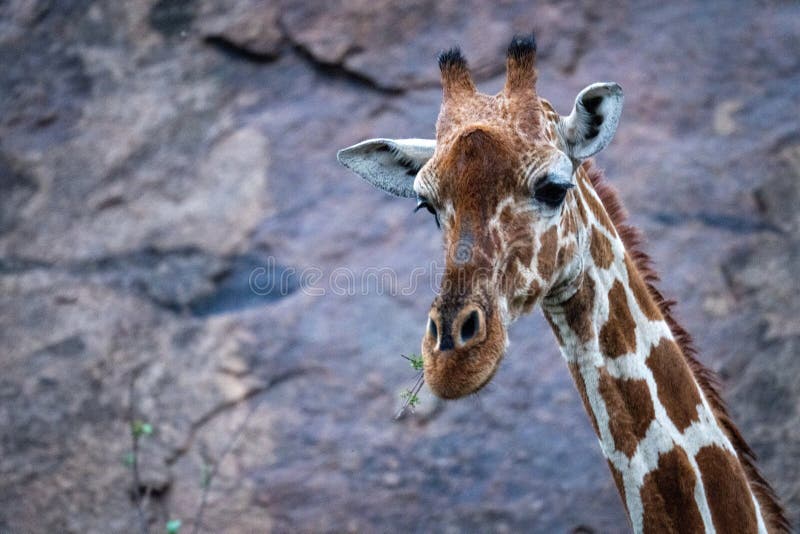 Close-up of Reticulated Giraffe Feeding Near Rockface Stock Photo