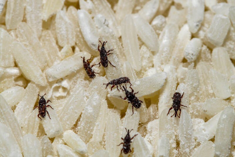 Close Up Rice Moth Eat Rice Stock Image Image of natural, animal