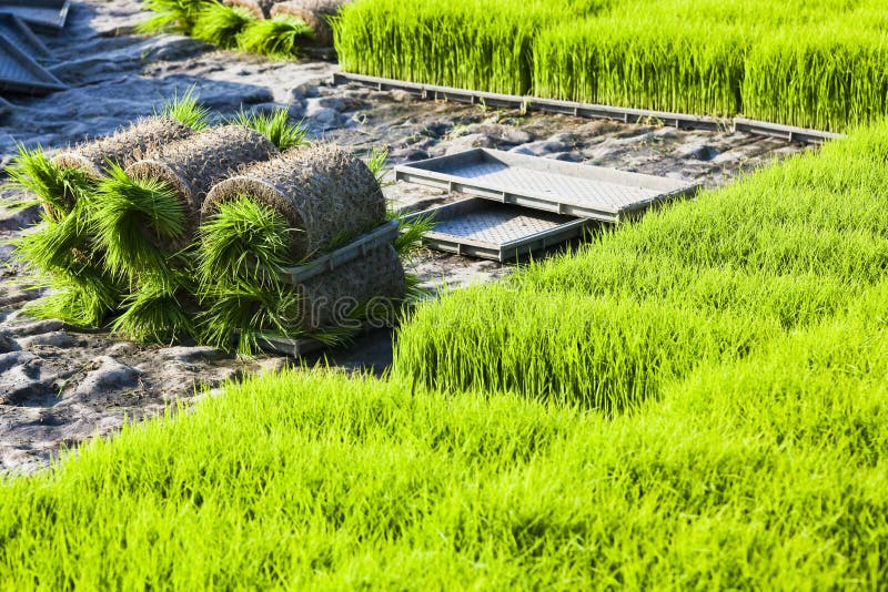 Close-up rice seedlings in the fields