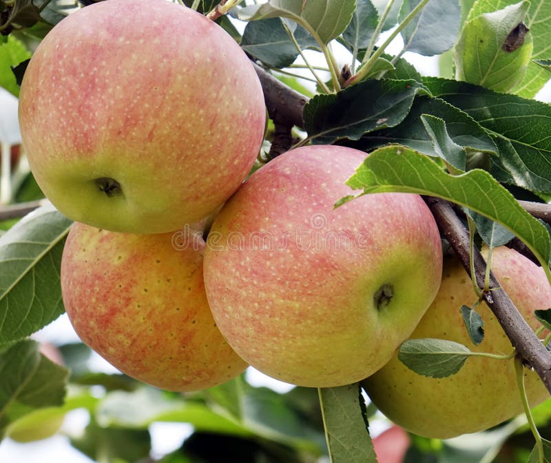 Close-up of ripe apples over the branches royalty free stock image.