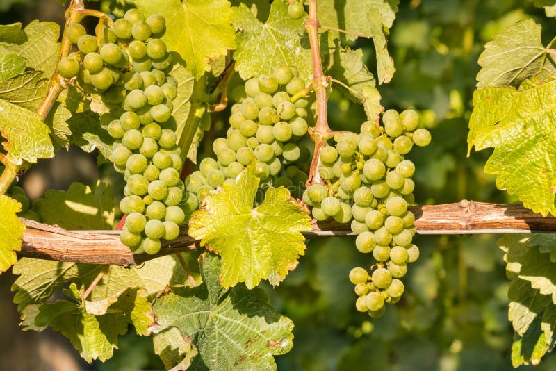 Ripe bunches of Sauvignon Blanc grapes growing on vine in vineyard