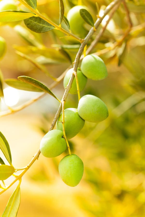 Closeup of Ripe Green Olives Stock Photo Image of branch, ripe 32446508