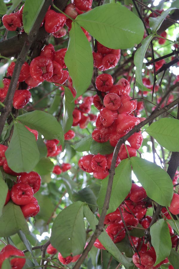 Close Up of Ripe Red Roseapple Rose Apple Hang on Tree at the Garden