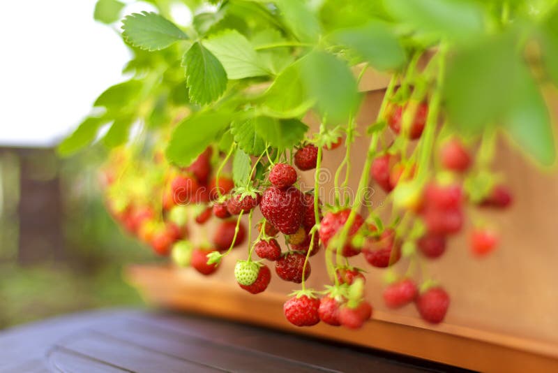 closeup red strawberries apartment gardening