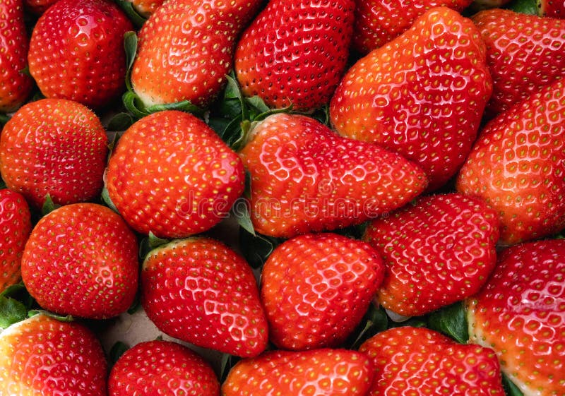 Close Up Ripe Red Strawberries, Top View. Background of Freshly Picked
