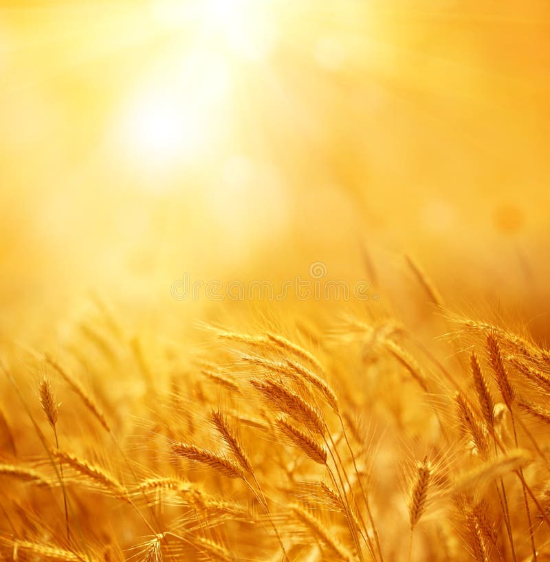 Close up of ripe wheat ears. Beautiful backdrop of ripening ears