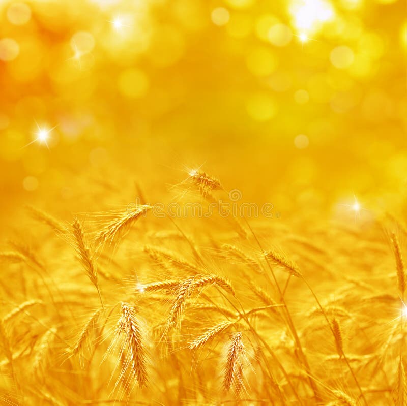 Close up of ripe wheat ears. Beautiful backdrop of ripening ears royalty free stock image