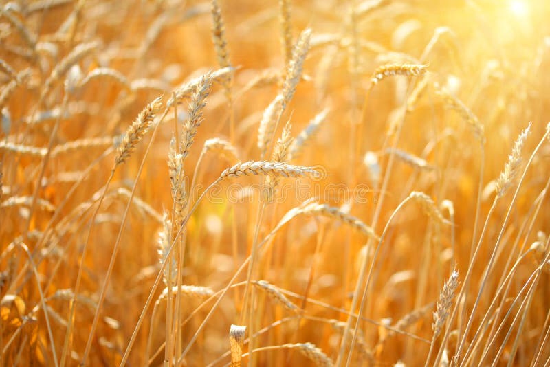 Close up of ripe wheat ears. Beautiful backdrop of ripening ears of golden field. Nature background. royalty free stock photos