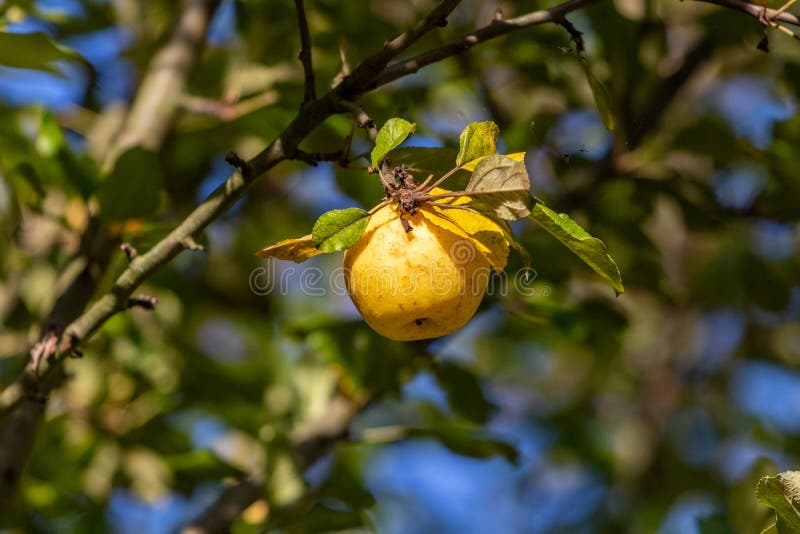 Close-up of ripe yellow apple on a branch of an apple tree in autumn