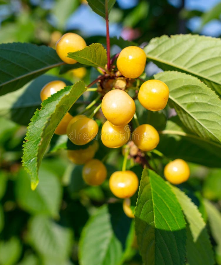 Yellow Cherry on a Tree Branch in the Nature Stock Image Image of