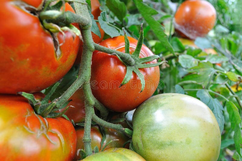 Ripening of Tomato Fruits among Green Foliage in a Greenhouse on a
