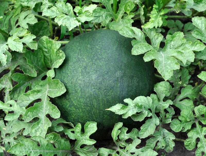 Ripening Watermelon. a Large Watermelon Grows in a Garden with Many