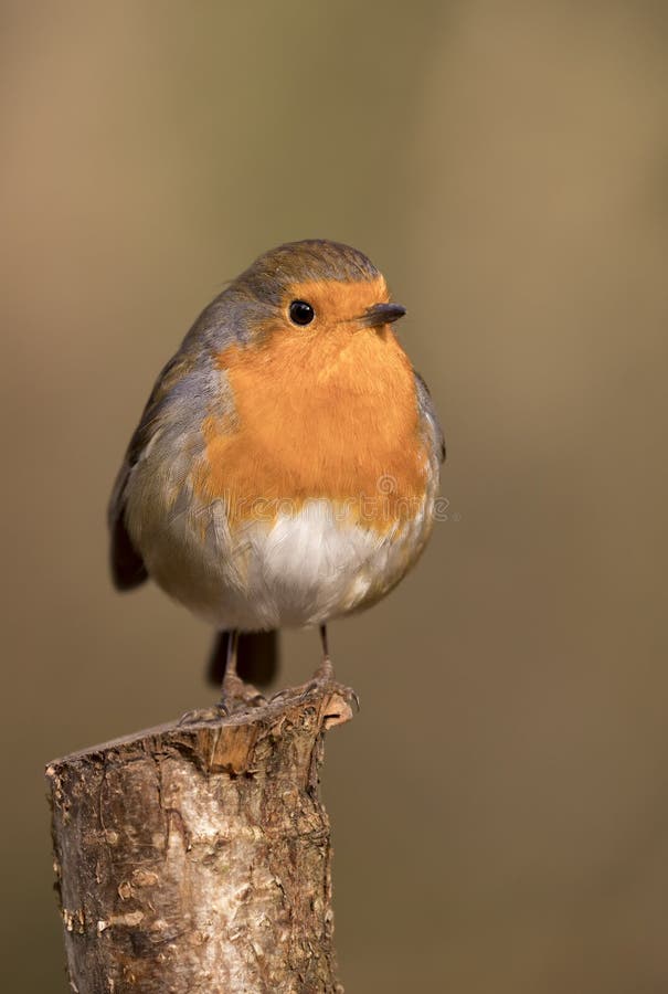 Robin redbreast bird, erithacus rubecula perched on a branch royalty free stock image Robin redbreast bird, erithacus rubecula perched on a branch royalty free stock image