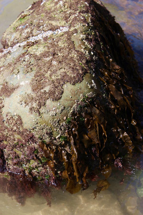 Close Up of a Rock Covered with Seaweed and Coraline Algae at Point ...