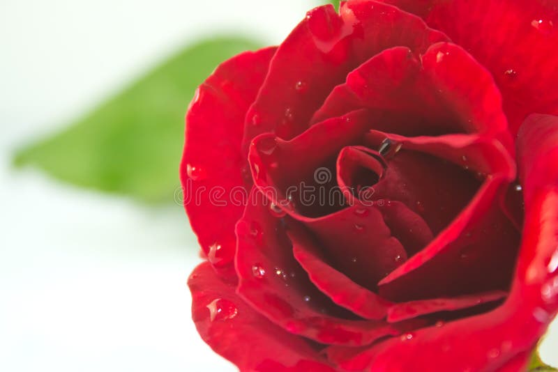 Close up rose