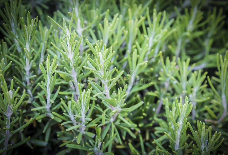Close Up Rosemary Herb. Fresh Rosemary Shrubs in Garden Stock Photo Image of glass, freshness
