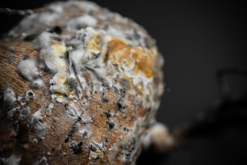 Close up of rotten jicama or yam-bean on black background royalty free stock photography Close up of rotten jicama or yam-bean on black background royalty free stock photography