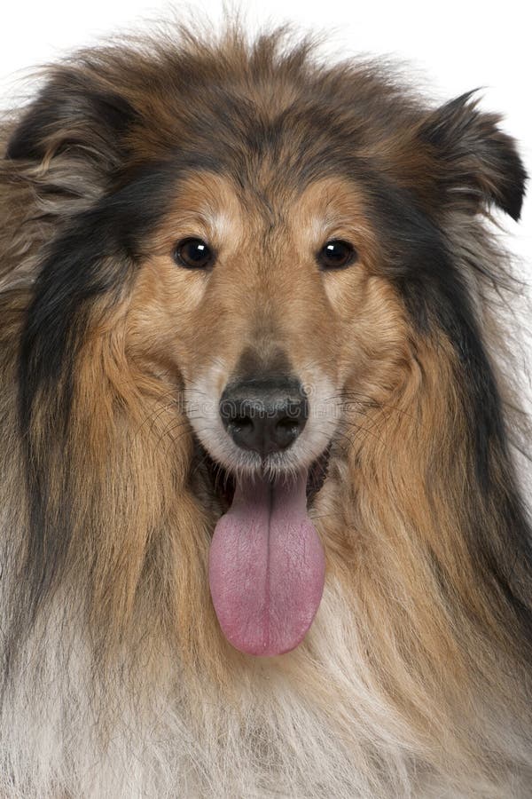 Lassie dog stock image. Image of mouth, furry, drool, whiskers - 4864427