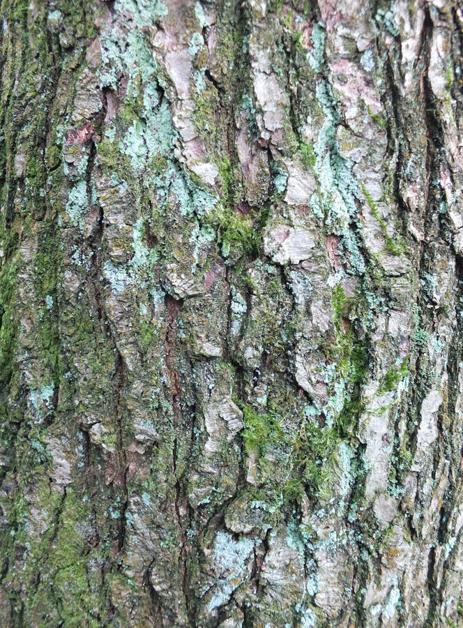 Close up of rough textured beech bark with green moss an lichen growing on its cracked surface stock images