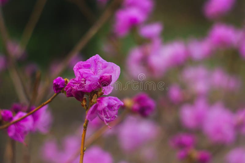 Close-up roxo da flor do rododendro no fundo borrado Planta de florescência fotos de stock royalty free Close-up roxo da flor do rododendro no fundo borrado Planta de florescência fotos de stock royalty free