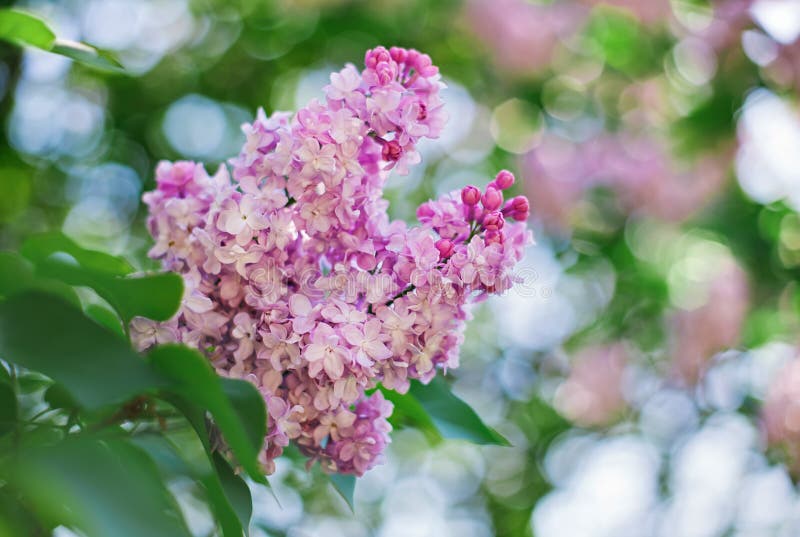 Close-up roze lilac bloem voor weelderig gebladerte royalty-vrije stock fotografie Close-up roze lilac bloem voor weelderig gebladerte royalty-vrije stock fotografie