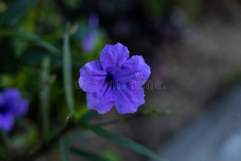 dog Significance Pen pal Close Up of Ruellia Simplex in Tropical Garden. Mexican Petunia, Mexican  Bluebell or Britton`s Wild Petunia. Flowers Blossom Stock Photo - Image of  decorative, fresh: 197851424