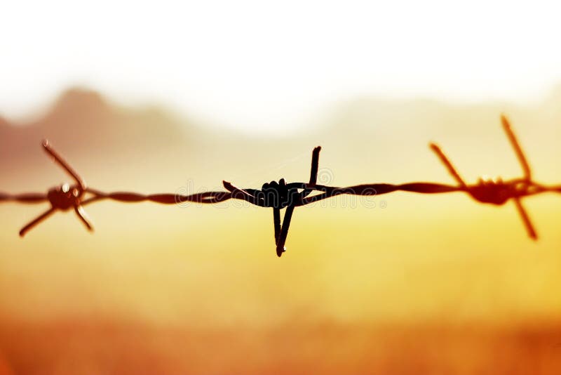 Close up Rusty barbed with gold sunlight stock images