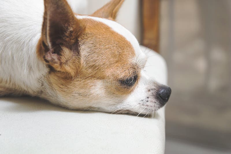 Close up sad chihuahua dogs laying with bored faces,feeing down chihuahua,adorable dogs. Close up sad chihuahua dogs laying with bored faces,feeing down chihuahua,adorable dogs.