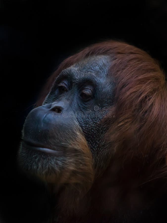 Close-up Sad Face of an Orangutan Surrounded by Red Hair Against Stock Photo - Image of jungle, hair: 134092476 Close-up Sad Face of an Orangutan Surrounded by Red Hair Against Stock Photo - Image of jungle, hair: 134092476