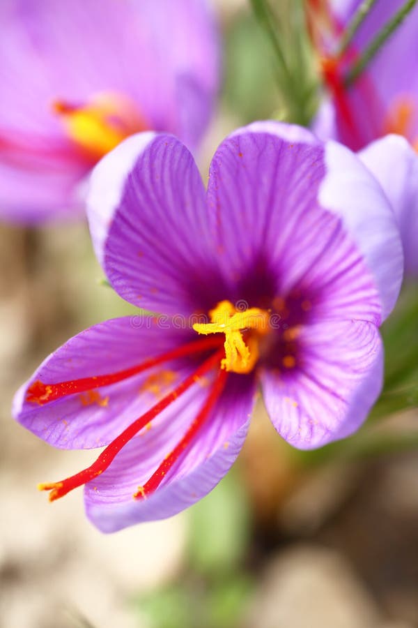 Close Up of Saffron Flowers Stock Image Image of growth, harvest