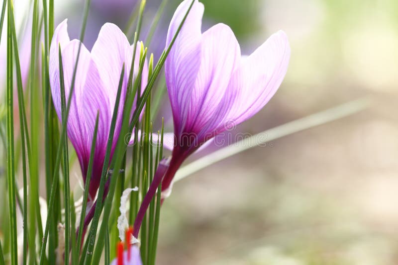 Close Up of Saffron Flowers Stock Image Image of lila, blossom 46313699