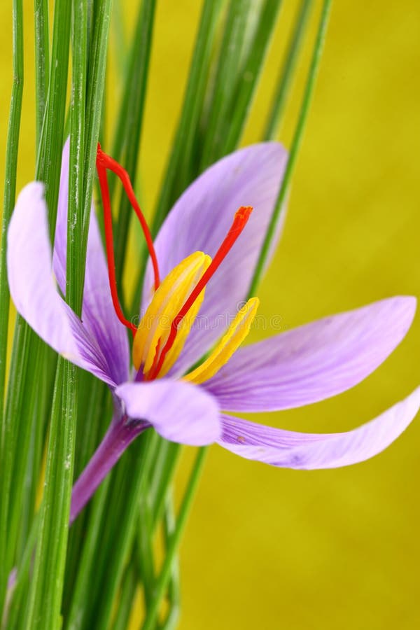 Close Up Of Saffron Flowers Stock Image Image of flora, herb 46313699
