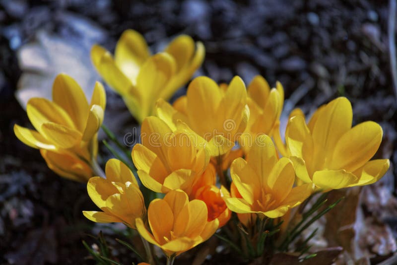 Closeup of Saffron Flowers. Macro Greenery Background with Yellow Crocuses. Shallow Depth of