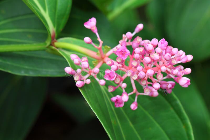 Close Up of Sakae Naa Flower Stock Photo Image of sakae, pink 52370766